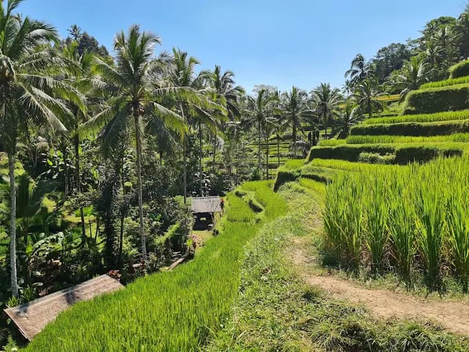 Rice Terrace Tour